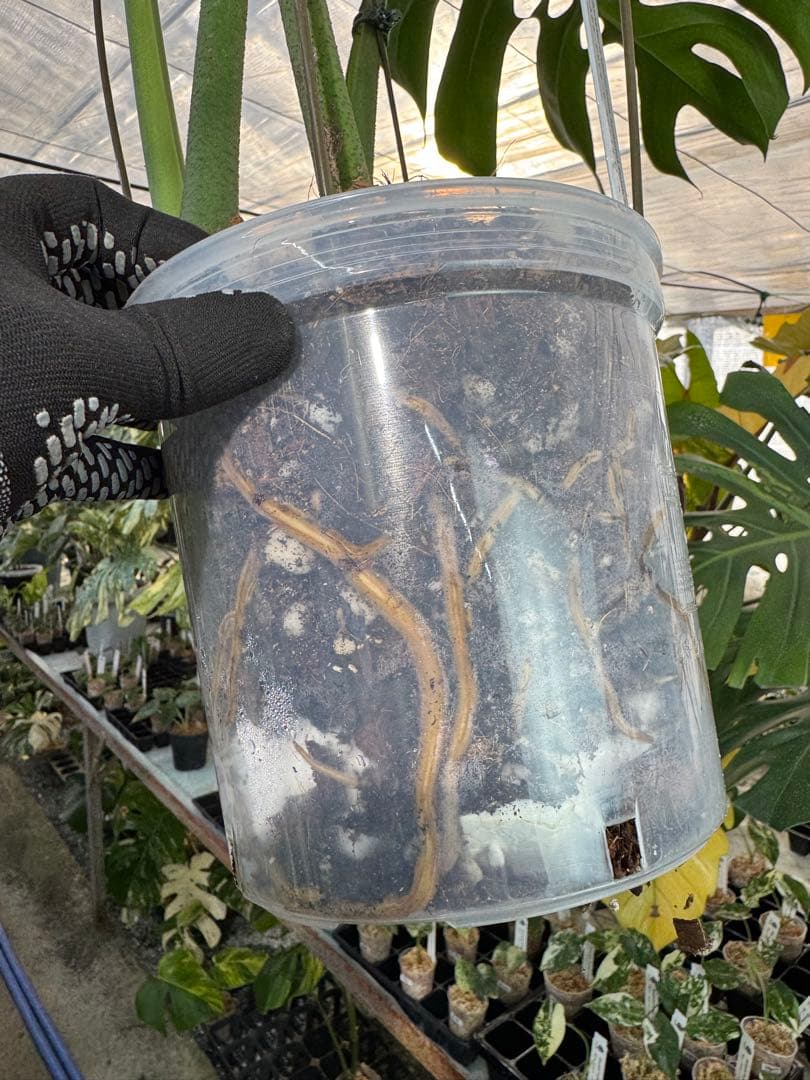 Monstera deliciosa Form 6｜BKK 最優秀賞株と同系統