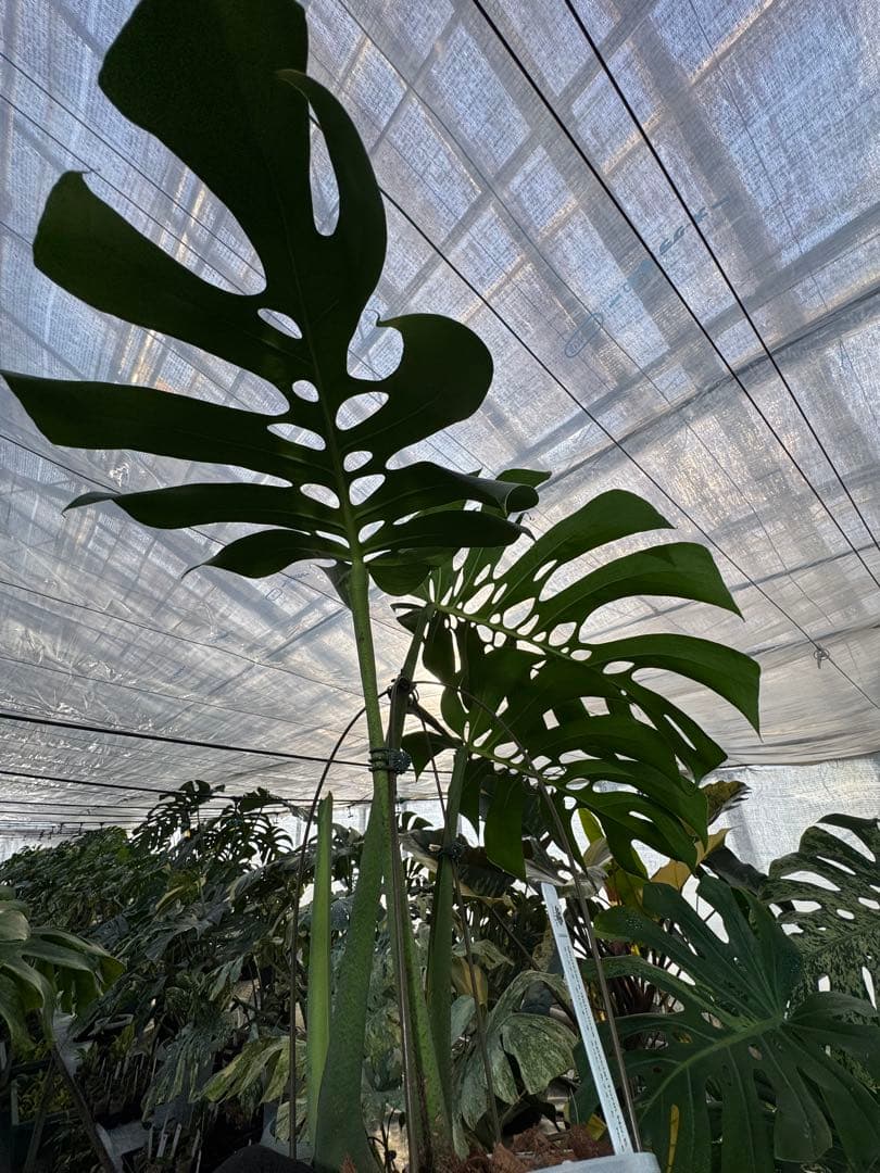 Monstera deliciosa Form 6｜BKK 最優秀賞株と同系統