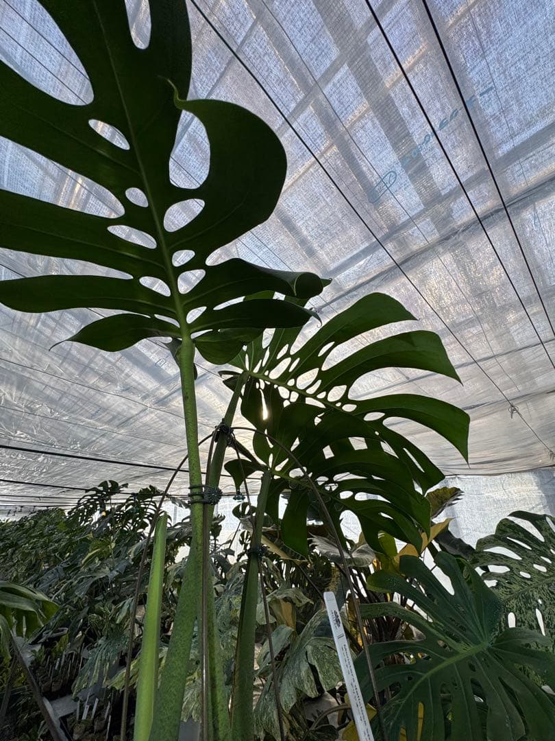 Monstera deliciosa Form 6｜BKK 最優秀賞株と同系統
