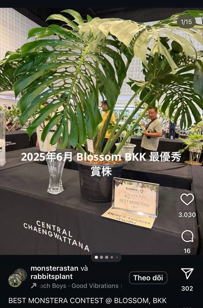 Monstera deliciosa Form 6｜BKK 最優秀賞株と同系統