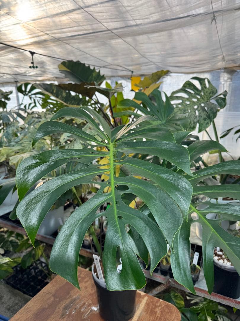 Monstera deliciosa Form 6｜BKK 最優秀賞株と同系統