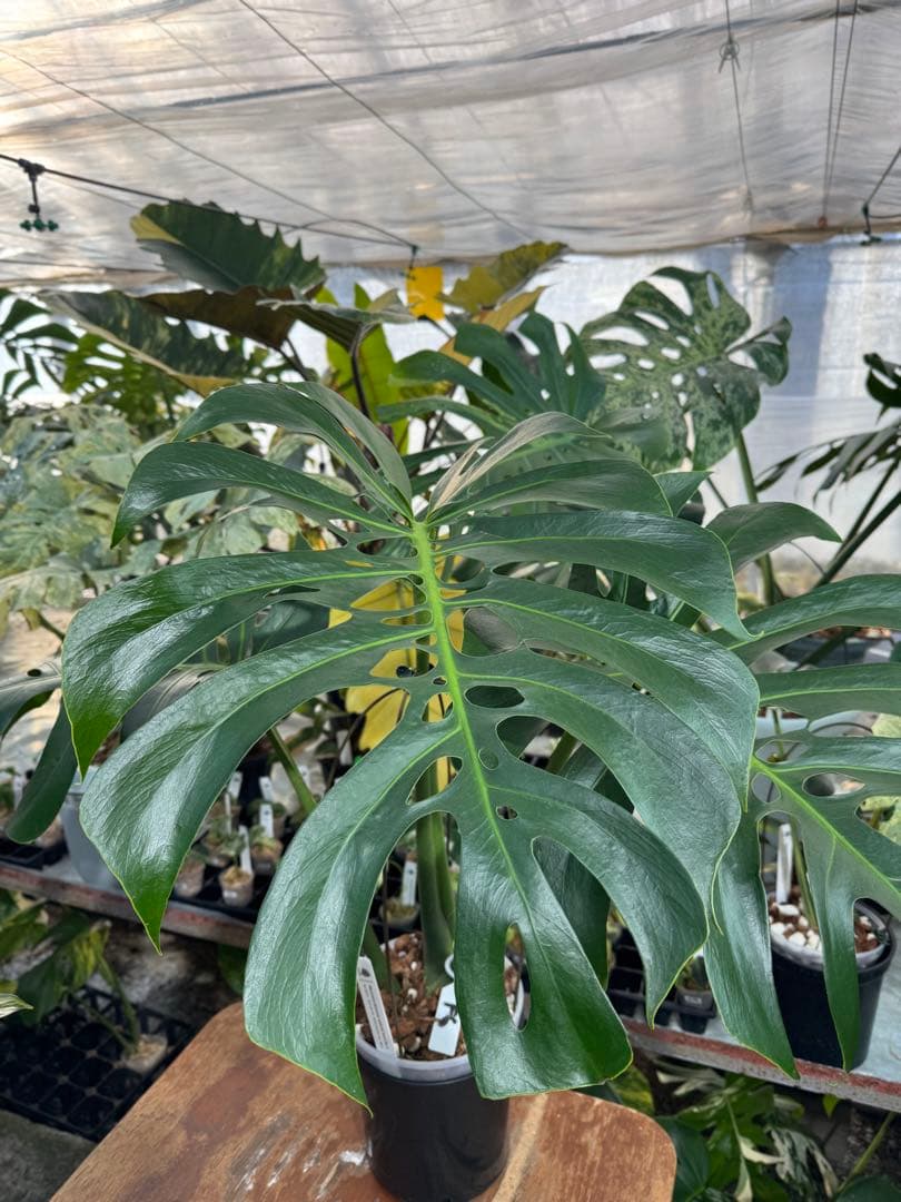 Monstera deliciosa Form 6｜BKK 最優秀賞株と同系統