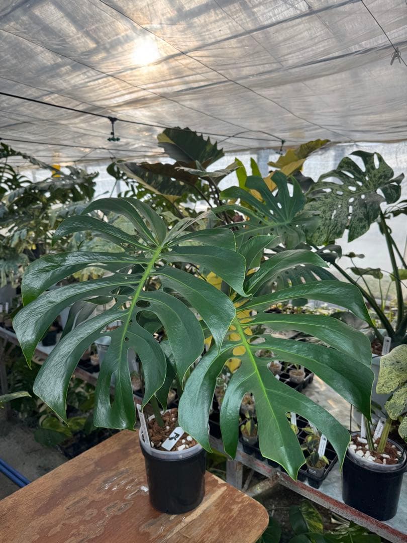 Monstera deliciosa Form 6｜BKK 最優秀賞株と同系統