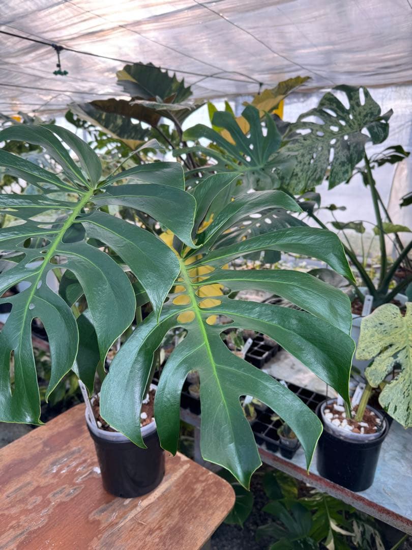 Monstera deliciosa Form 6｜BKK 最優秀賞株と同系統