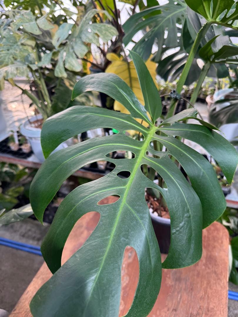 Monstera deliciosa Form 6｜BKK 最優秀賞株と同系統