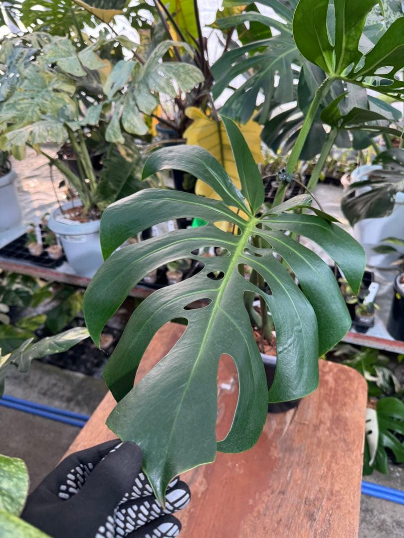 Monstera deliciosa Form 6｜BKK 最優秀賞株と同系統