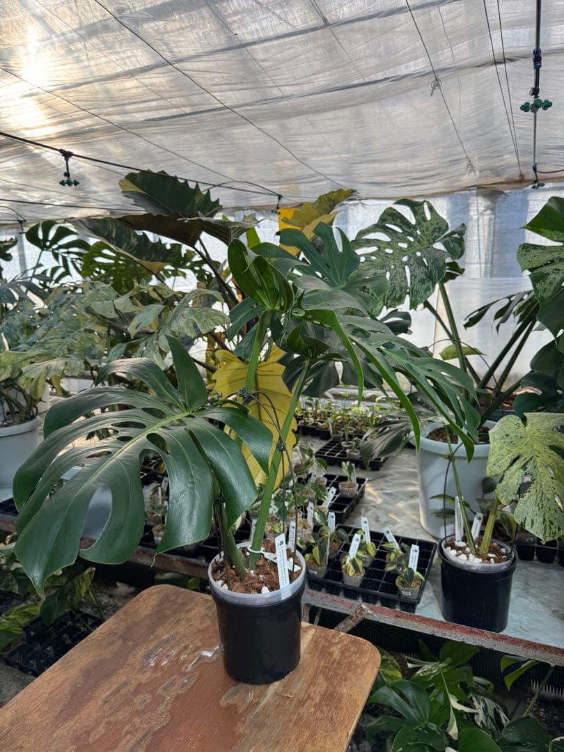 Monstera deliciosa Form 6｜BKK 最優秀賞株と同系統
