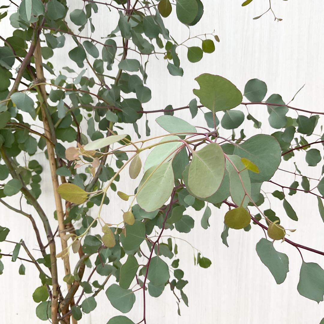 Rikaさん専用　ポポラス　/