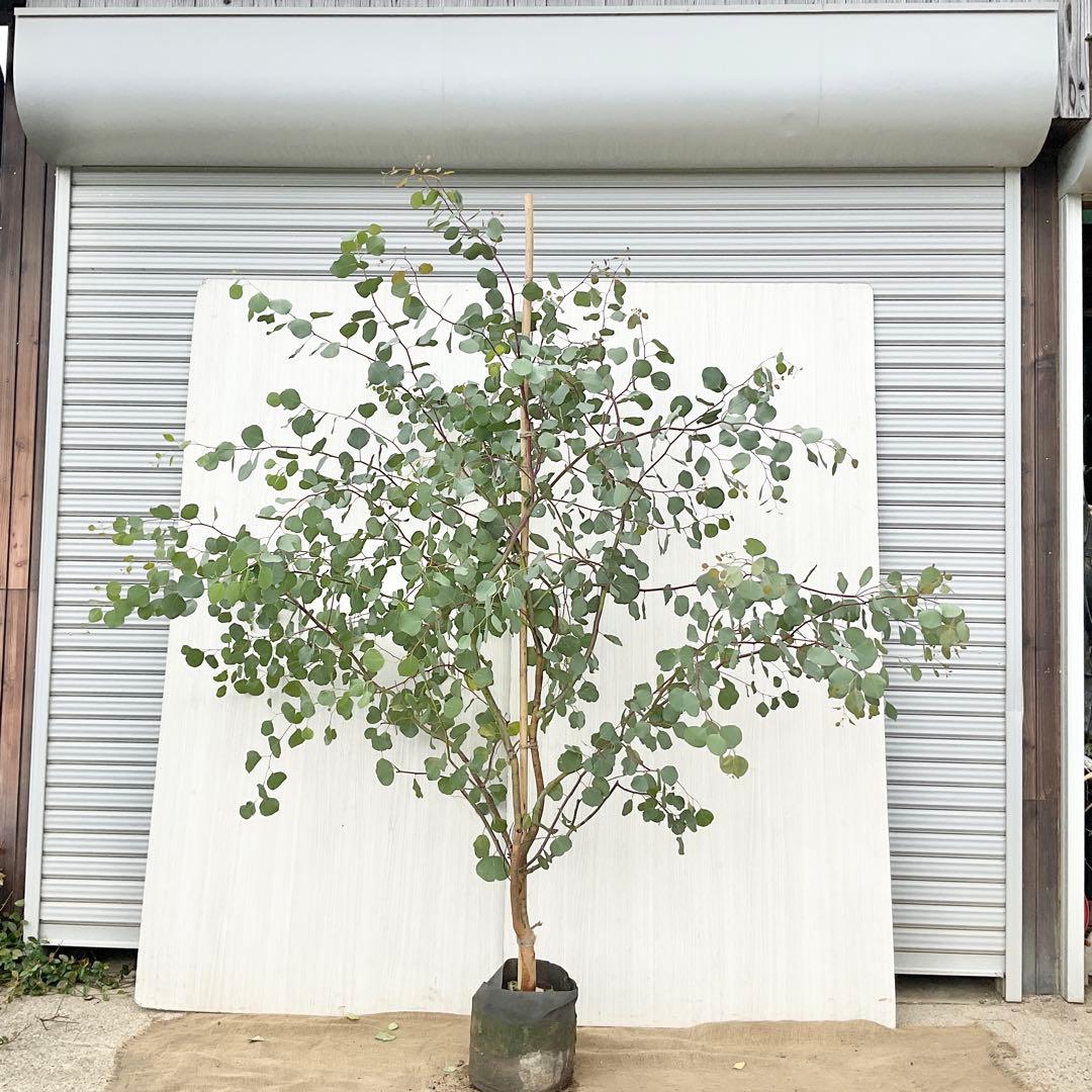 Rikaさん専用　ポポラス　/