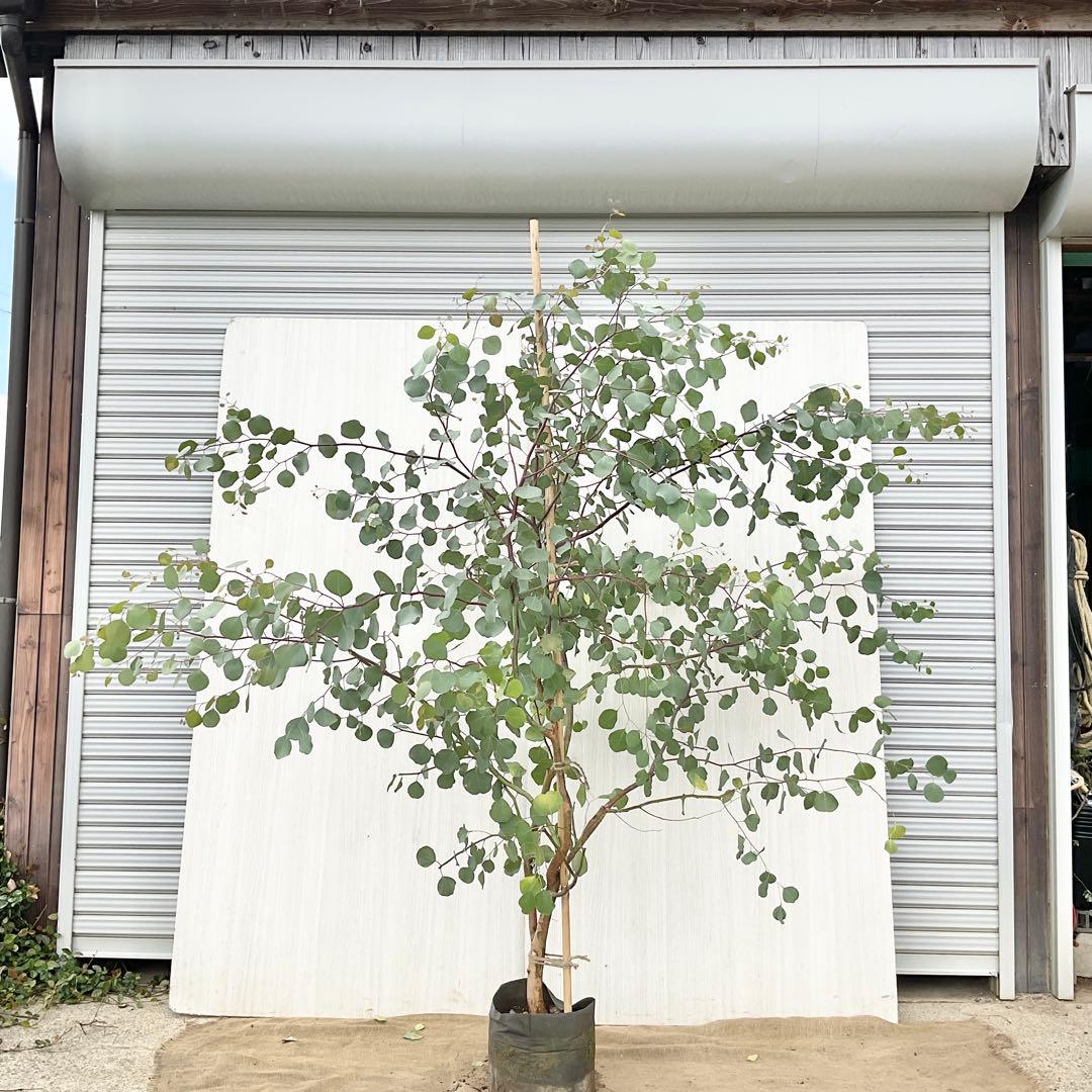 Rikaさん専用　ポポラス　/