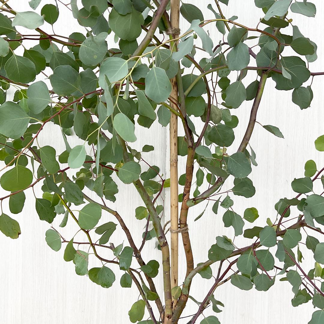 Rikaさん専用　ポポラス　/