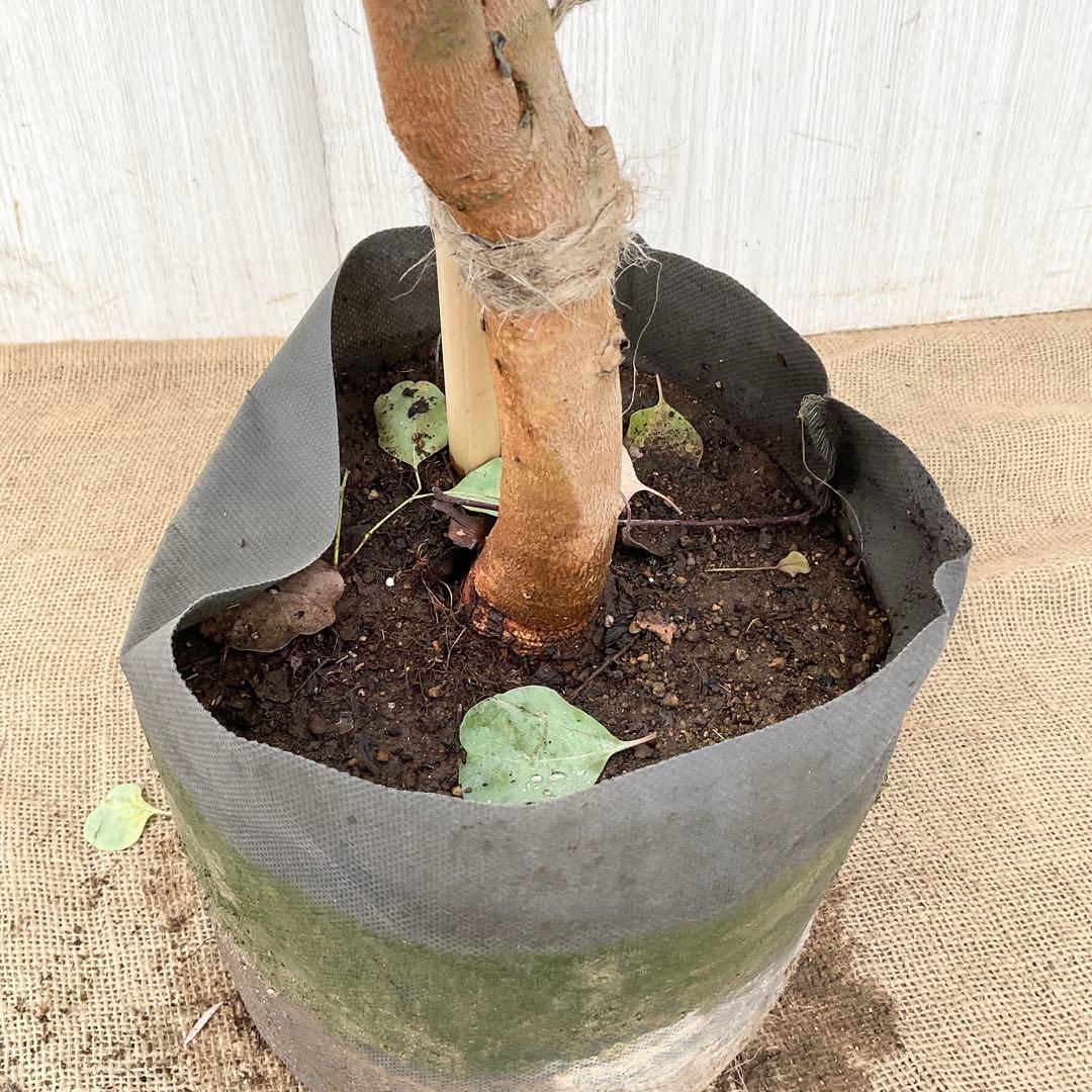 Rikaさん専用　ポポラス　/