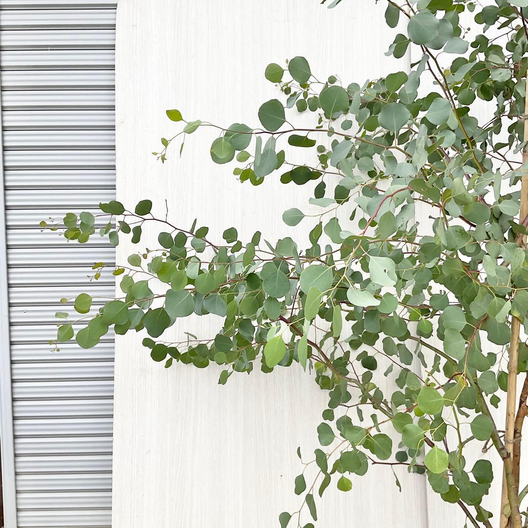 Rikaさん専用　ポポラス　/