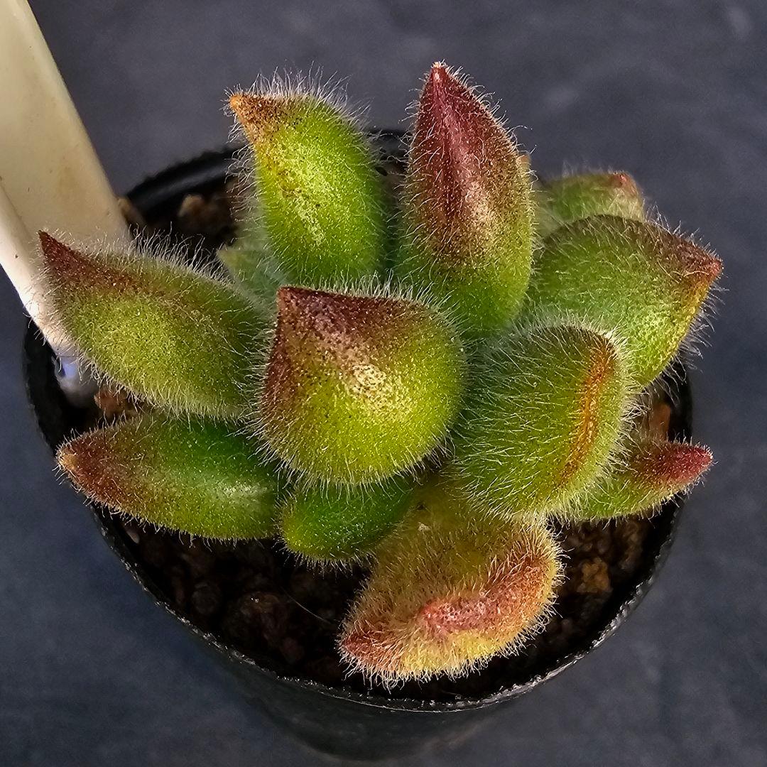 ロウルサンコさんラベル付き&メルカリ便発送☆コチレドン ポチ