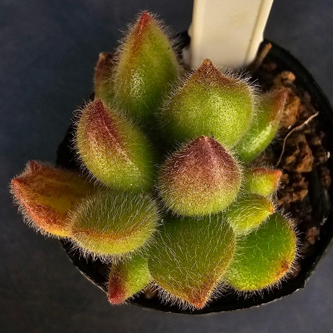 ロウルサンコさんラベル付き&メルカリ便発送☆コチレドン ポチ