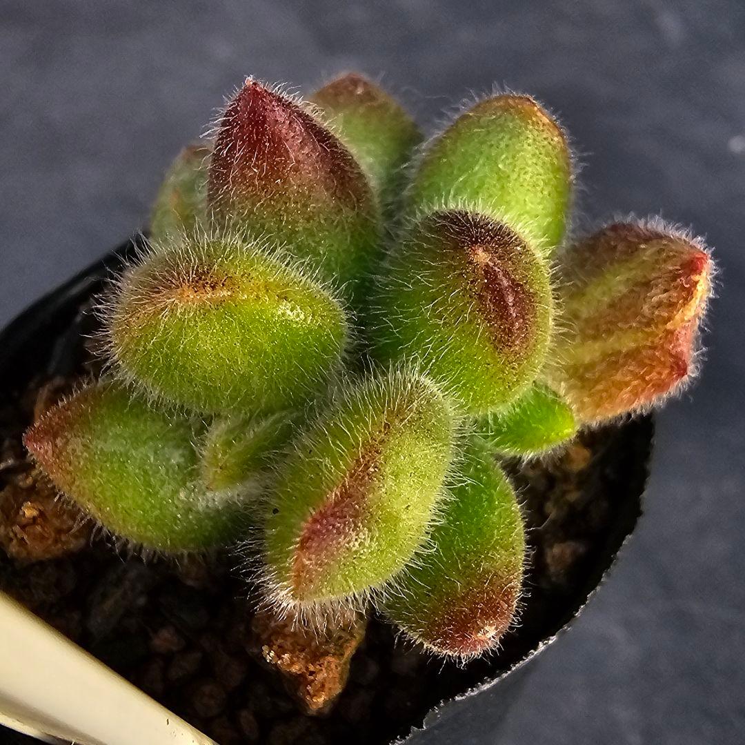 ロウルサンコさんラベル付き&メルカリ便発送☆コチレドン ポチ