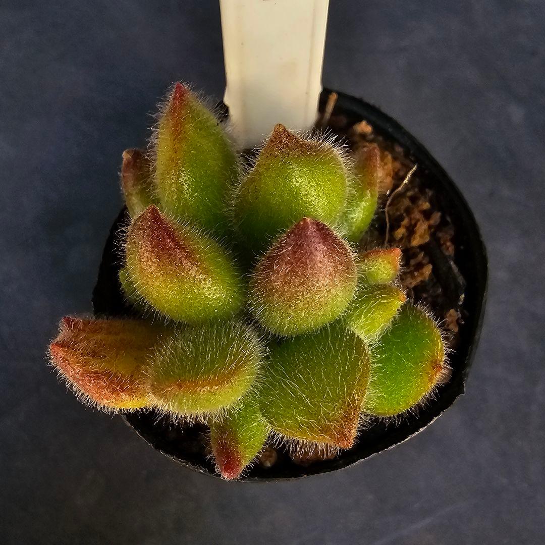 ロウルサンコさんラベル付き&メルカリ便発送☆コチレドン ポチ