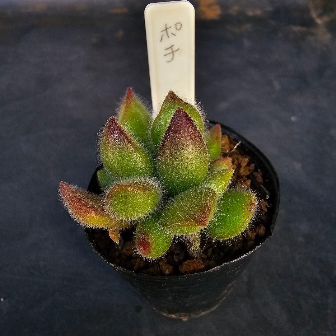 ロウルサンコさんラベル付き&メルカリ便発送☆コチレドン ポチ