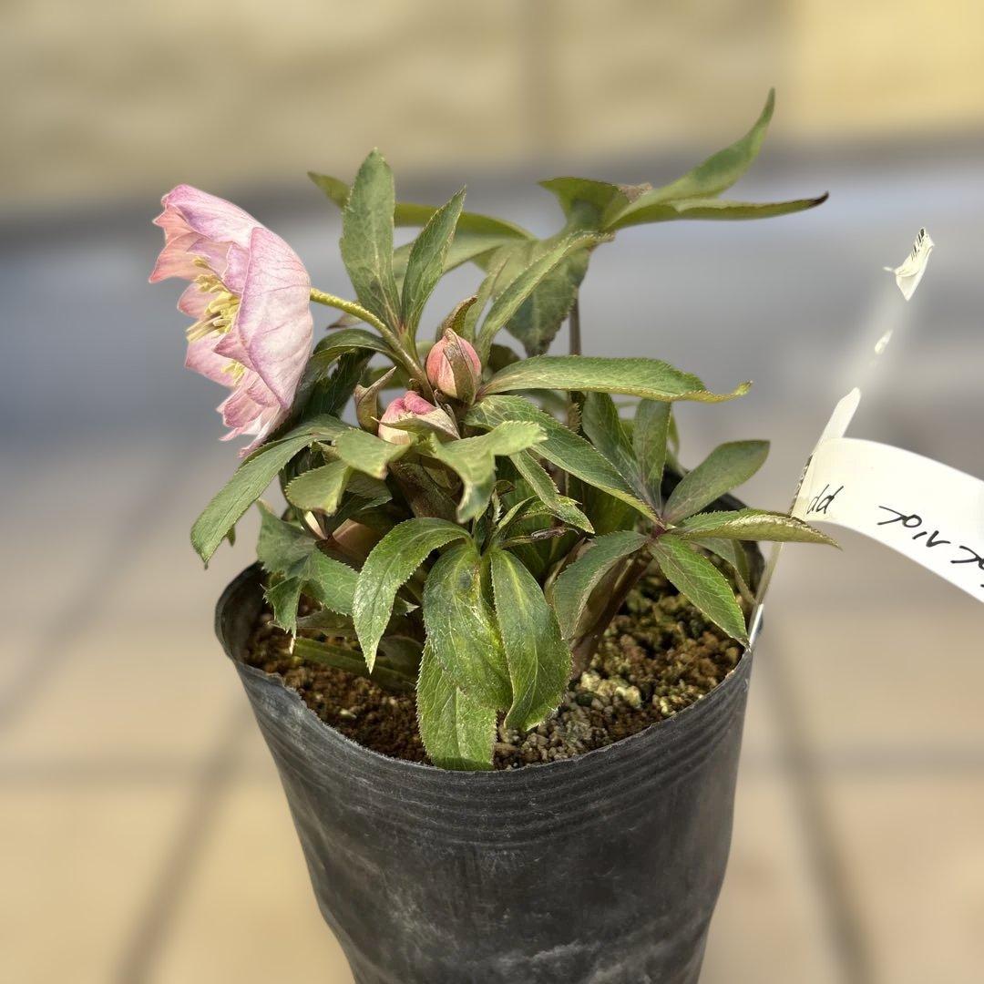 プルプラ交配 dd 大木ナーサリー クリスマスローズ タグ付き 現品 開花株