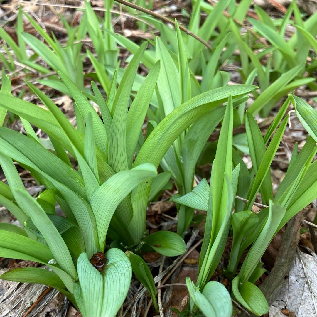 ノカンゾウ200g 　採取　当日発送　無農薬　山菜　新鮮