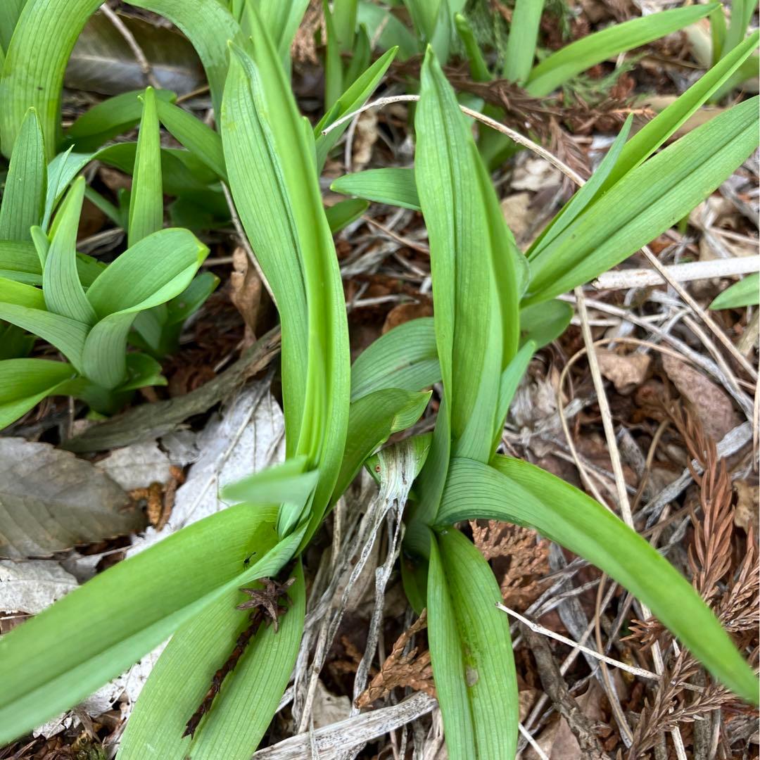 ノカンゾウ200g 　採取　当日発送　無農薬　山菜　新鮮
