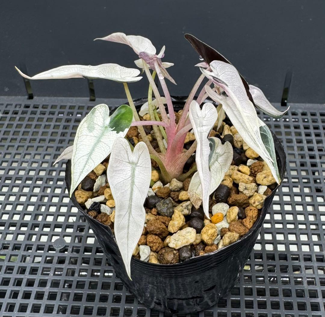 超希少アロカシアバンビーノピンク斑入り超美株鉢ごとメルカリ便