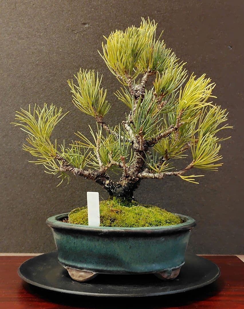イボ幹五葉松盆栽！