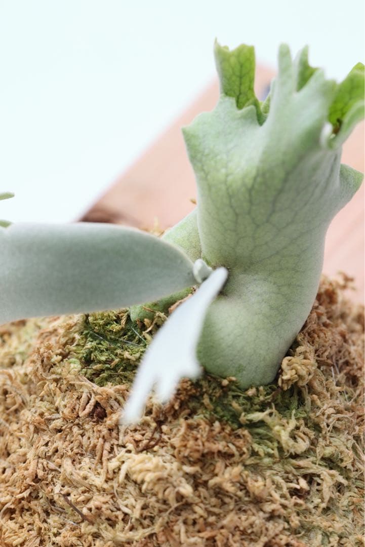 ビカクシダ P.Gabriel