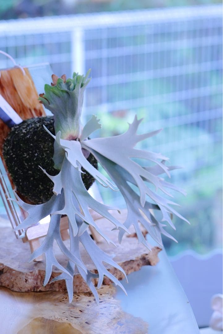 ビカクシダ P.Gabriel