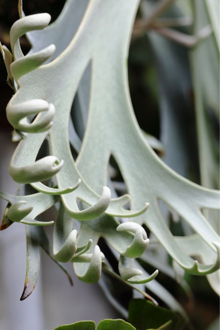 ビカクシダ P.Gabriel