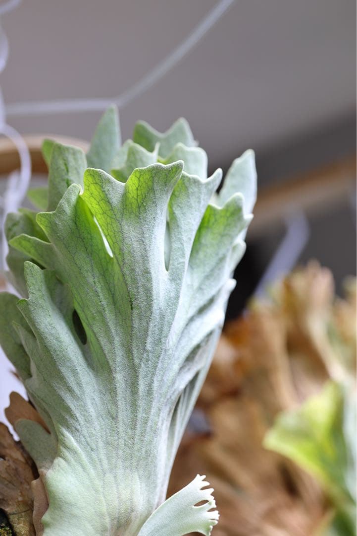 ビカクシダ P.Gabriel