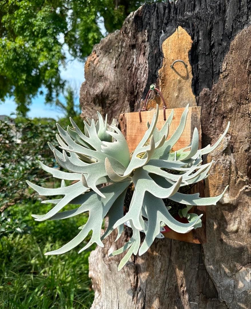 ビカクシダ P.Gabriel