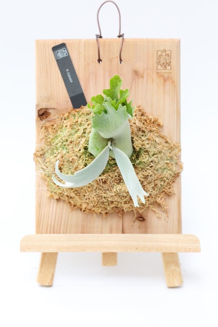 ビカクシダ P.Gabriel