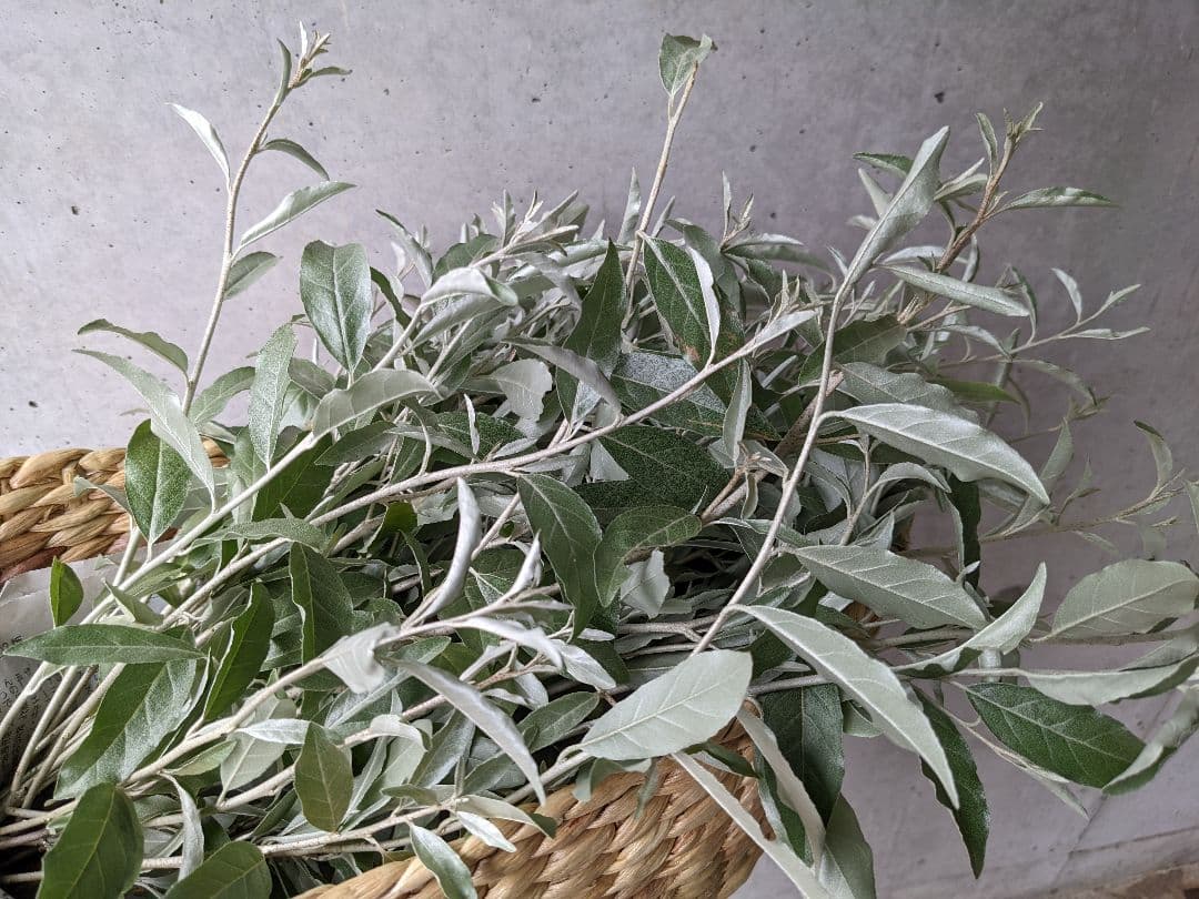 ❈ ロシアンオリーブ 挿し穂 ❈