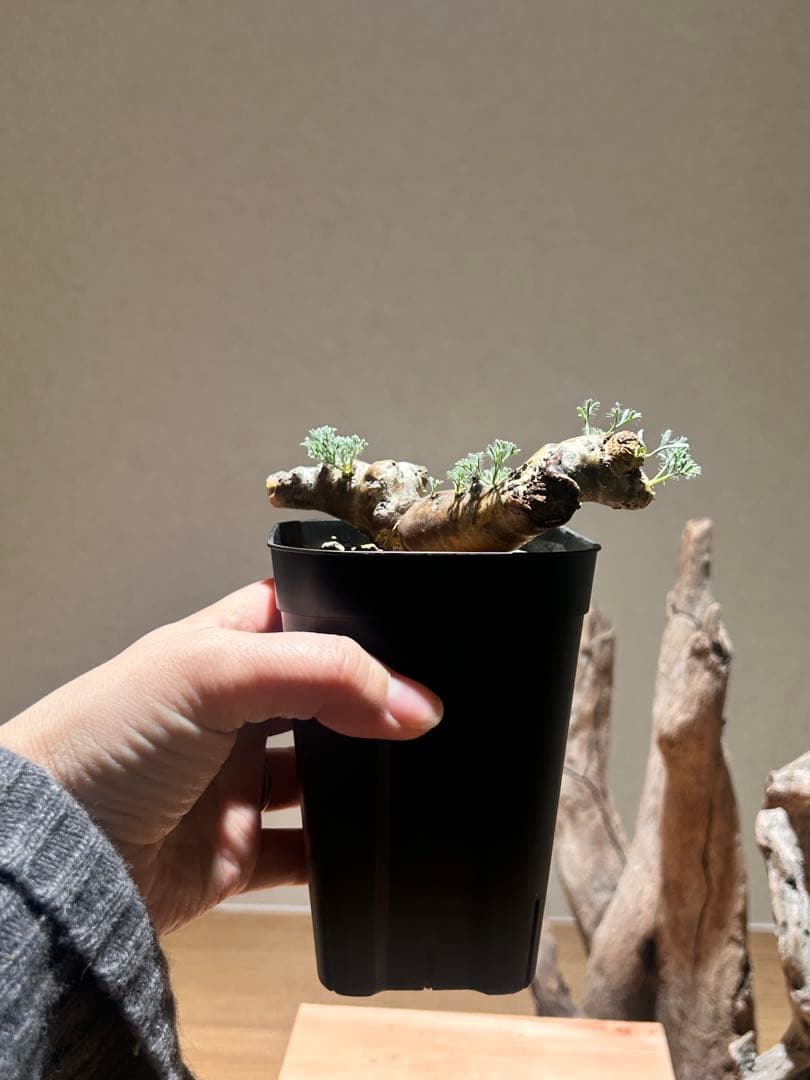 モンソニア　ムルチフィダ　A