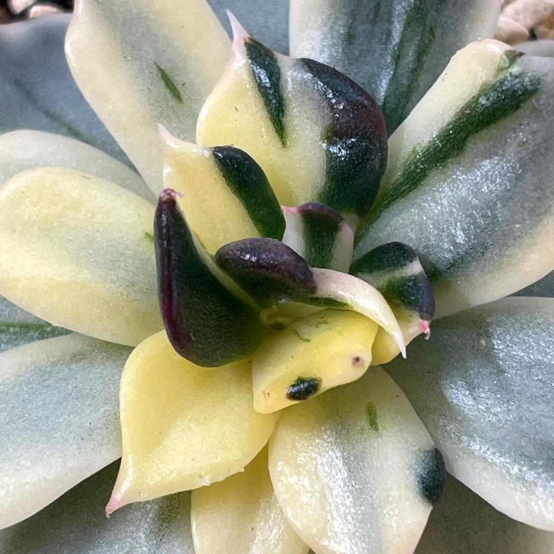 インドネシアから直輸入！　超希少種！　ゴールドプリンス錦　抜き苗　速達付