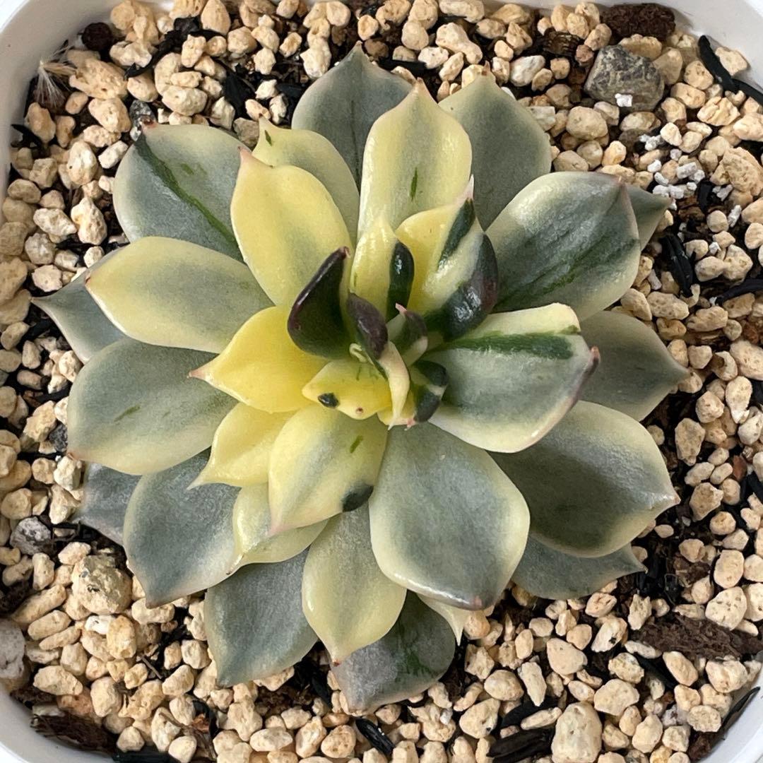 インドネシアから直輸入！　超希少種！　ゴールドプリンス錦　抜き苗　速達付