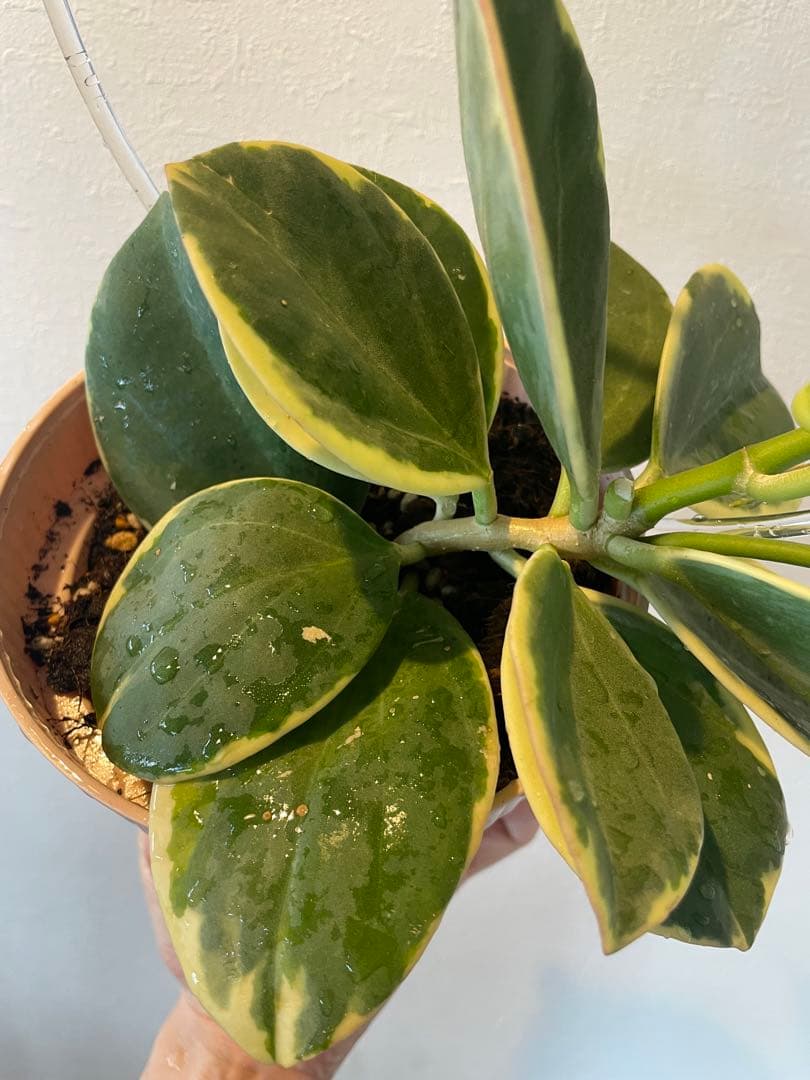 週末セール　レア　珍種　ホヤ　パキクラダ外斑入り　大苗