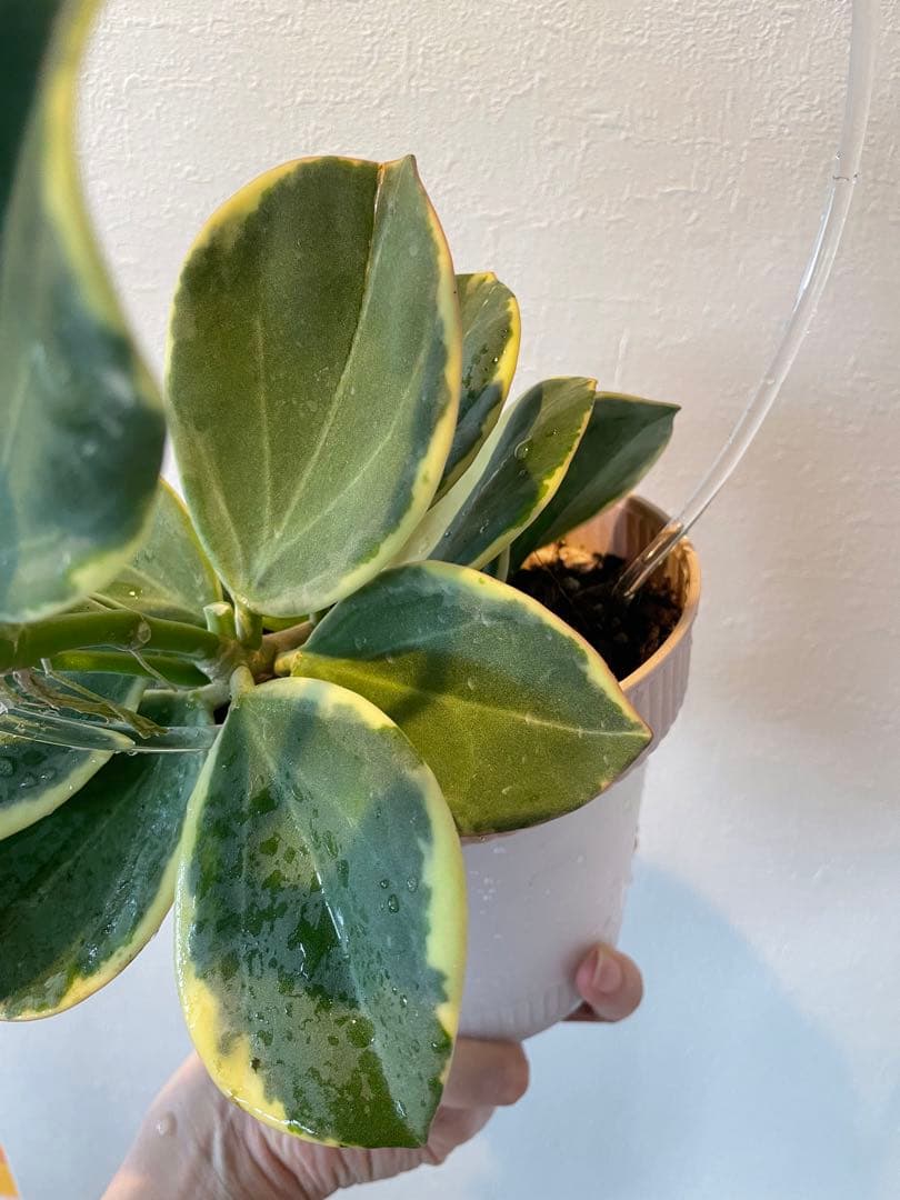 週末セール　レア　珍種　ホヤ　パキクラダ外斑入り　大苗