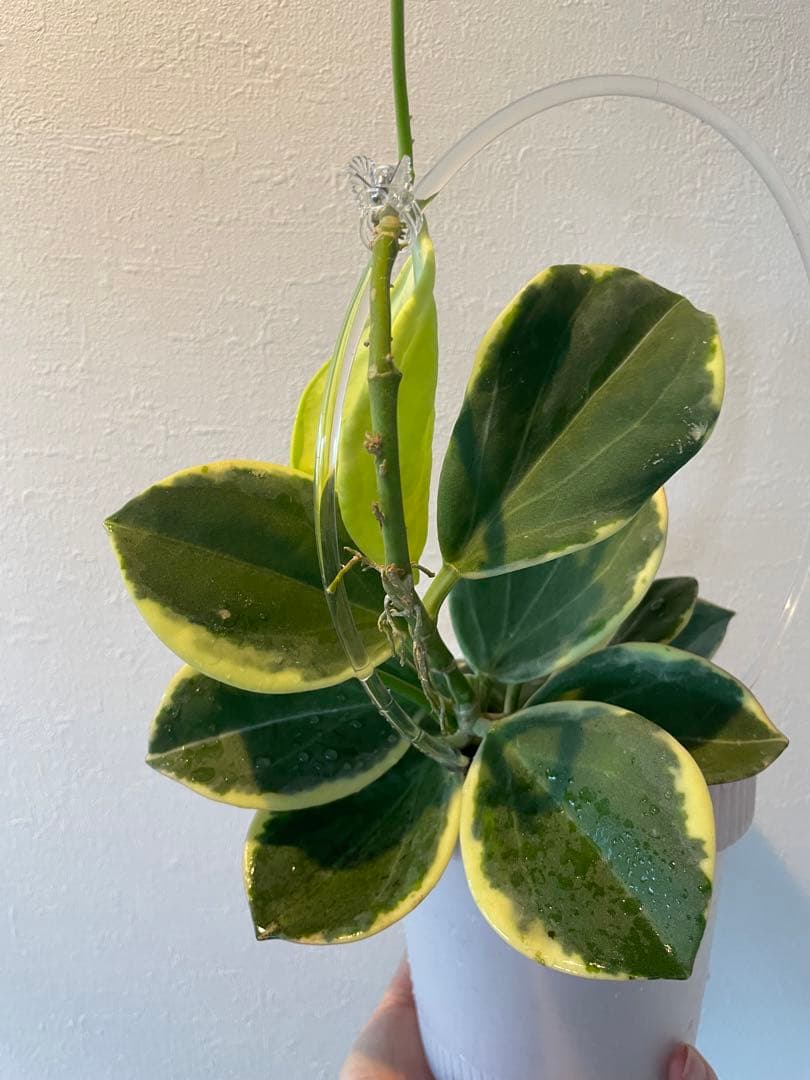 週末セール　レア　珍種　ホヤ　パキクラダ外斑入り　大苗