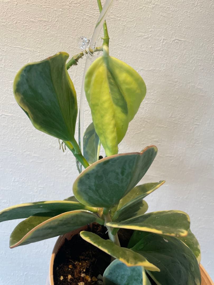 週末セール　レア　珍種　ホヤ　パキクラダ外斑入り　大苗