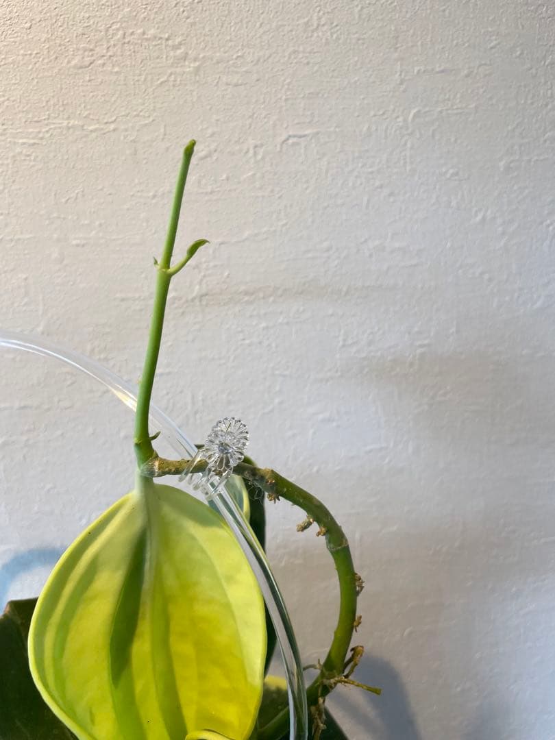 週末セール　レア　珍種　ホヤ　パキクラダ外斑入り　大苗