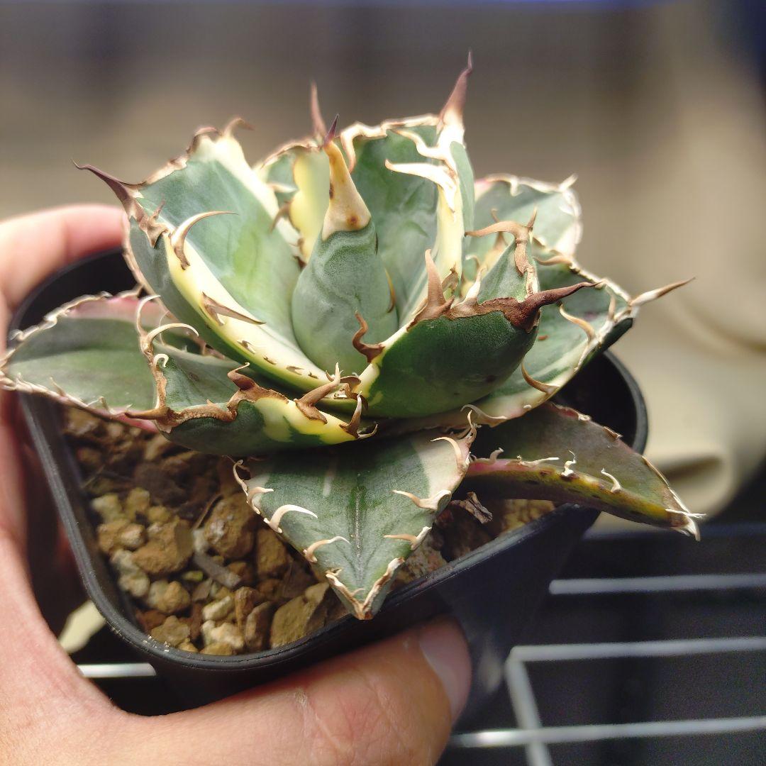 アガベ 白鯨錦 覆輪斑 第四種抜き苗 - メルカリ