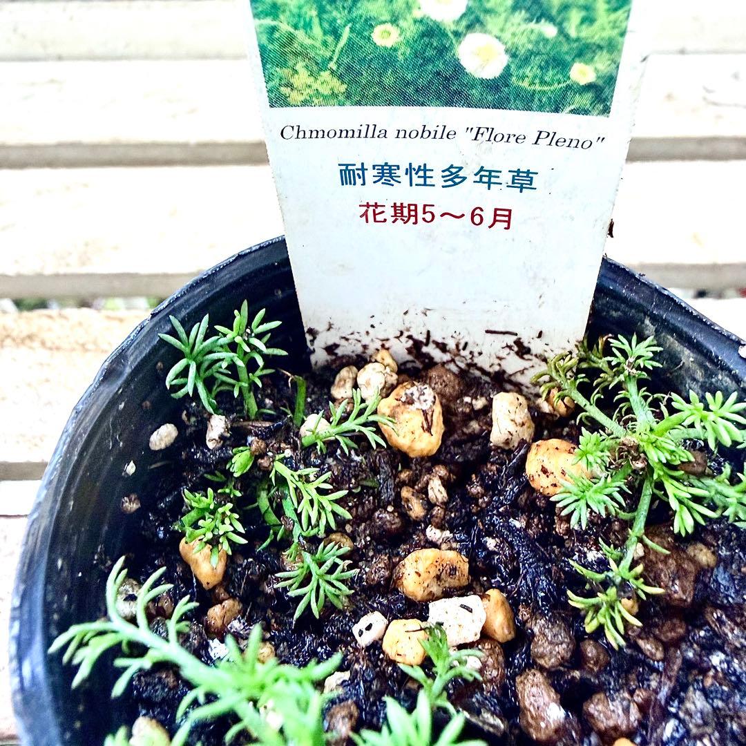 八重咲きローマン　苗　ダブルフラワーカモミール　カモミール　ハーブ　夏越し