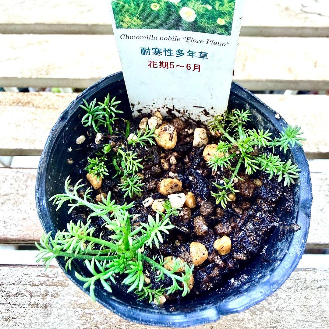八重咲きローマン　苗　ダブルフラワーカモミール　カモミール　ハーブ　夏越し