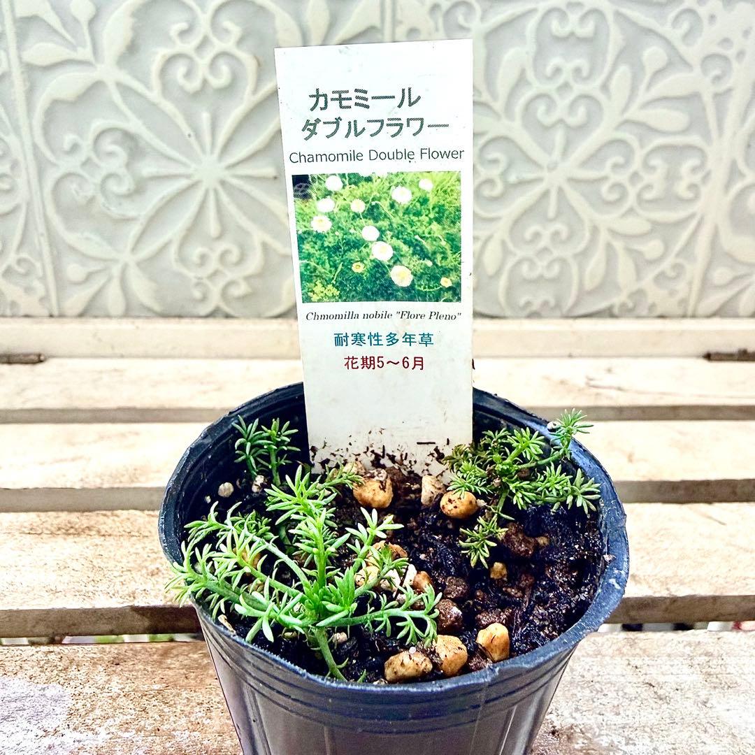 八重咲きローマン　苗　ダブルフラワーカモミール　カモミール　ハーブ　夏越し