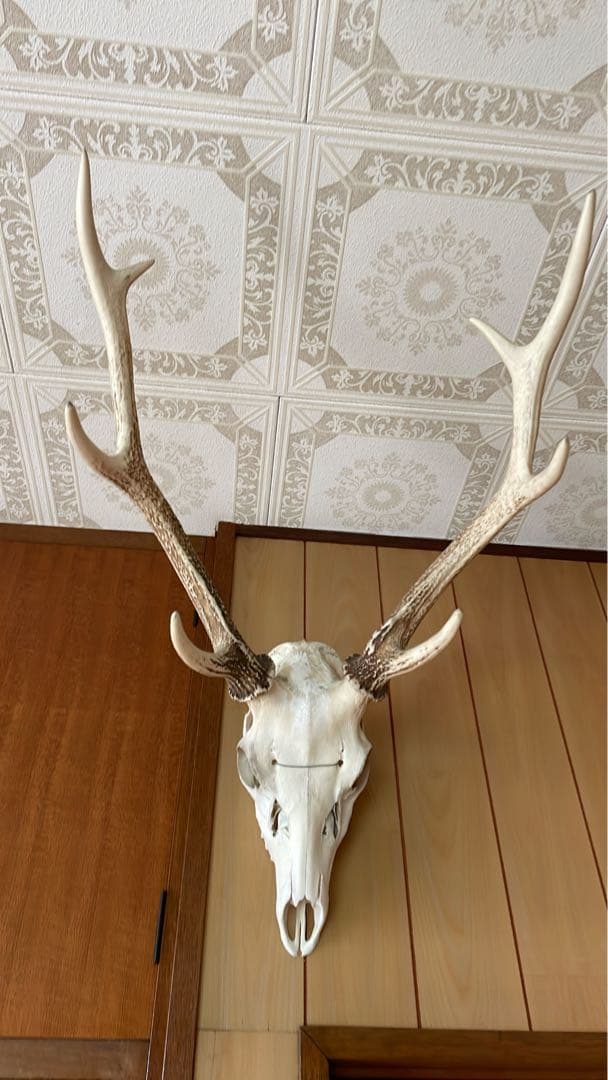 専用 スカル頭蓋骨　ハンティングトロフィー　剥製　はく製　エゾシカ　鹿角　角　鹿