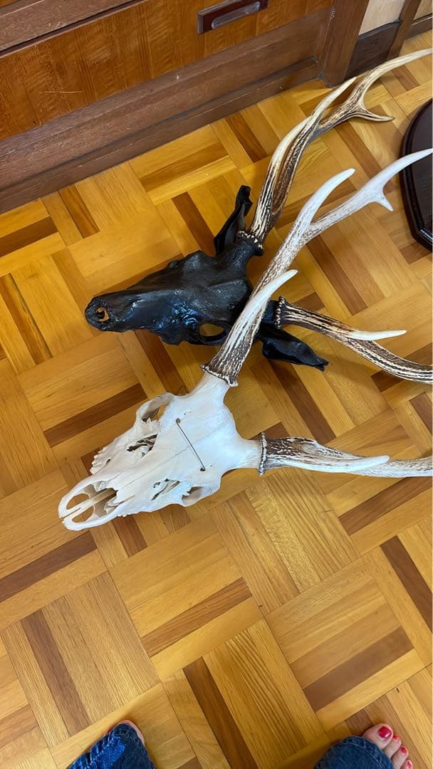 専用 スカル頭蓋骨　ハンティングトロフィー　剥製　はく製　エゾシカ　鹿角　角　鹿