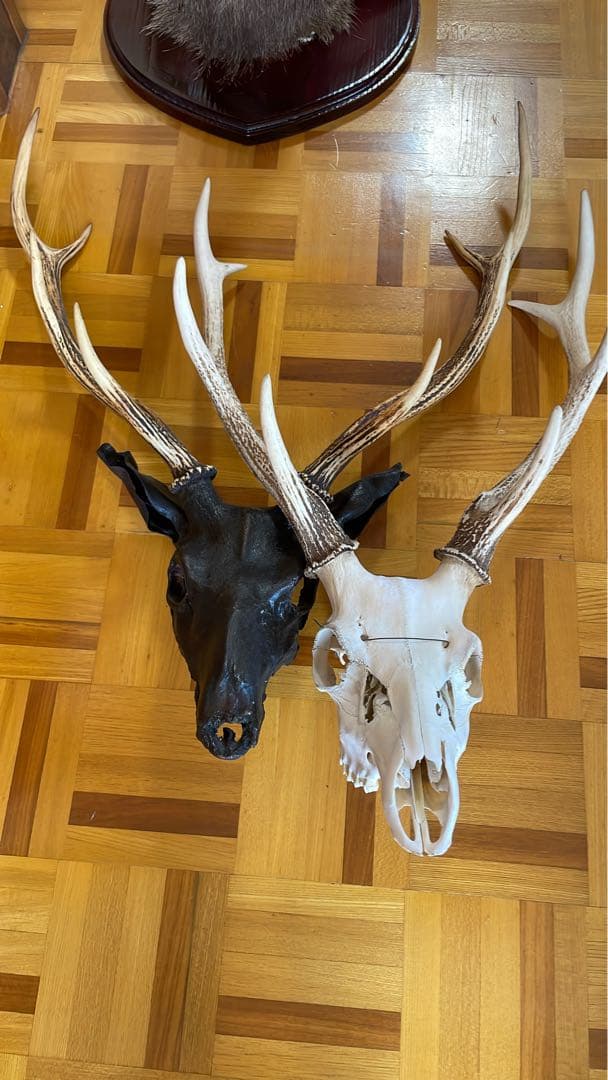 専用 スカル頭蓋骨　ハンティングトロフィー　剥製　はく製　エゾシカ　鹿角　角　鹿