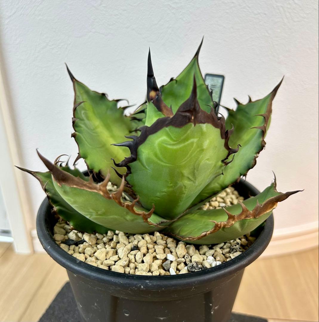 アガベ チタノタ Lise 血統 ブラックファイヤー 黒火焔 子株 - メルカリ